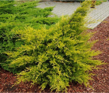 Можжевельник китайский "Kuriwao Gold"