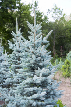 Ель колючая "Koster"