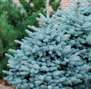 Ель колючая "Super Blue Seedling"