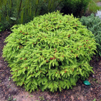 Ель обычкновенная "Nidiformis"