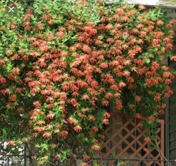 Жимолость Брауна 'Dropmore Scarlet'