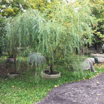 Ива белая 'Vitellina Pendula'