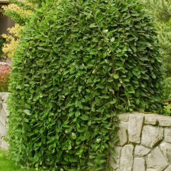 Ива козья Kilmarnock