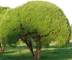 Ива ломкая 'Bullata'