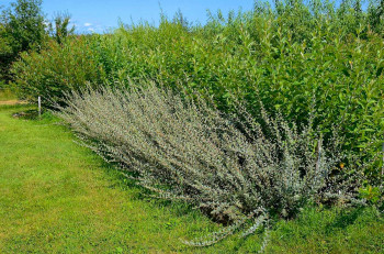 Ива ползучая