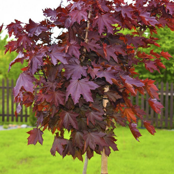 Клен красный