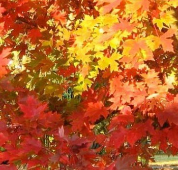 Клен красный 'October Glory'