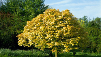 Клен ложноплатановый