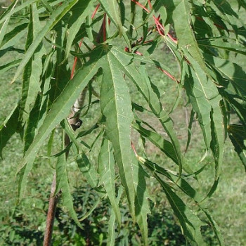 Клен остролистный 'Paldiski' (прививка 140-160 см)