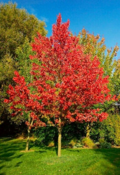 Клен Фримана 'Armstrong'