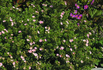 Лапчатка кустарниковая "Lovely pink"