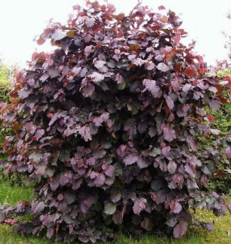 Лещина обыкновеная "Syrena"