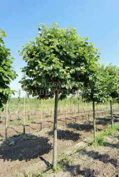 Липа 'Silver Globe'