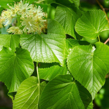 Липа сердцевидная