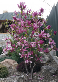 Магнолия "Susan"