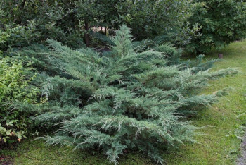 Можжевельник виргинский "Hetz"