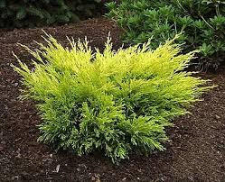 Можжевельник горизонтальный "Limeglow"