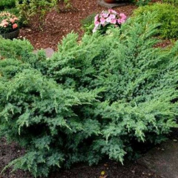 Можжевельник средний "Hetzii"