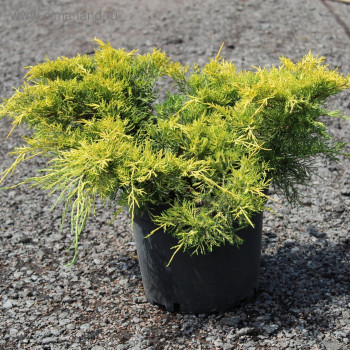 Можжевельник средний "King of Spring"