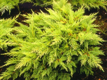 Можжевельник средний "Mordigan Gold"