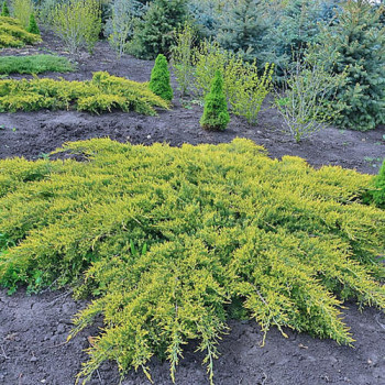 Можжевельник средний "Pfitzeriana"