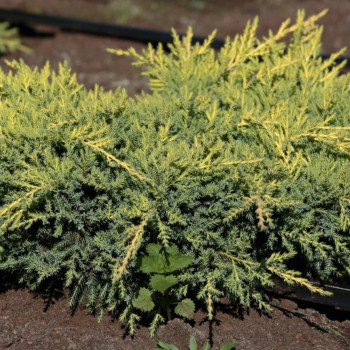 Можжевельник средний Goldkissen