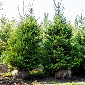 Пихта бальзамическая