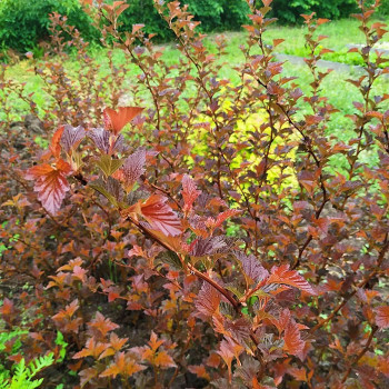 Пузыреплодник калинолистный "Schuch"