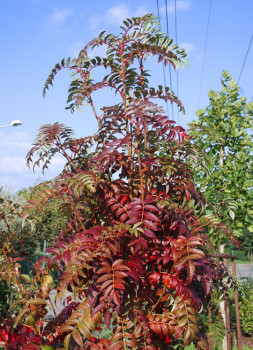 Рябина обыкновенная AUTUMN SPIRE 'Flanrock' PBR