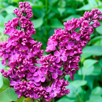 Сирень обыкновенная "'Prince Wolkonsky"