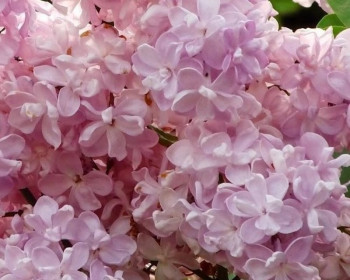 Сирень обыкновенная "Żemczużina"