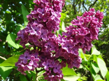 Сирень обыкновенная And. an Ludwig Spath