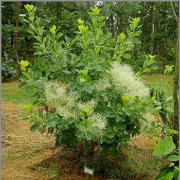 Скумпия кожевенная "Kanari"