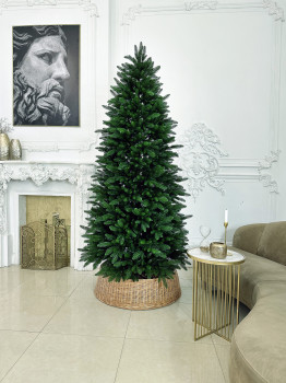 Ель "Австрийская"