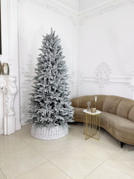 Ель "Австрийская Заснеженная"