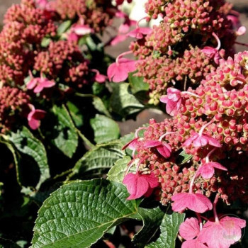 Гортензия метельчатая Infinity