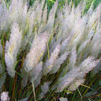 Вейник остроцветковый «Вальденбух» (Calamagrostis acutiflora 'Waldenbuch')