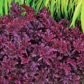 Гейхера «Мелтинг Файер» (Heuchera 'Melting Fire')