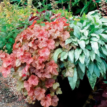 Гейхерелла «Копер Каскад» (Heucherella 'Copper Cascade')
