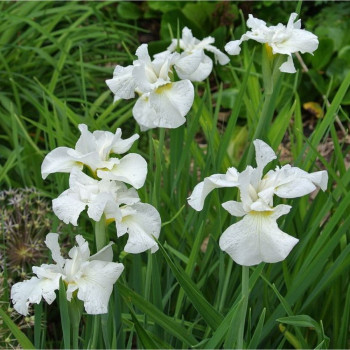 Ирис сибирский «Альба» (Iris sibirica 'Alba')