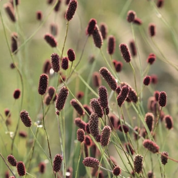 Кровохлёбка лекарственная «Нана» (Sanguisorba officinalis 'Nana')