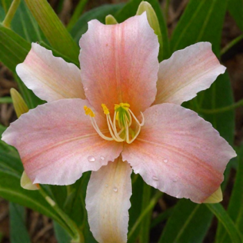 Лилейник гибридный «Лакшери Лейс» (Hemerocallis 'Luxury Lace')
