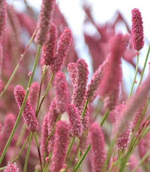 Кровохлёбка «Блэкторн» (Sanguisorba officinalis 'Blackthorn')