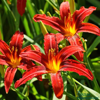 Лилейник гибридный «Самми Расселл» (Hemerocallis 'Sammy Russell')