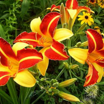 Лилейник гибридный «Франс Халс» (Hemerocallis 'Frans Hals')