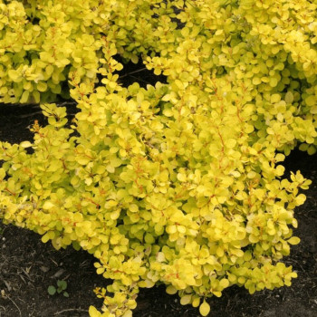 Барбарис Тунберга «Голден Хорайзон» (Berberis thunbergii 'Golden Horizon')