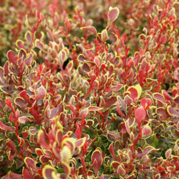 Барбарис Тунберга «Голден Руби» (Berberis thunbergii Golden Ruby ('Goruzam'))