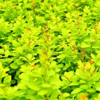 Барбарис Тунберга «Голден Торч» (Berberis thunbergii 'Golden Torch')