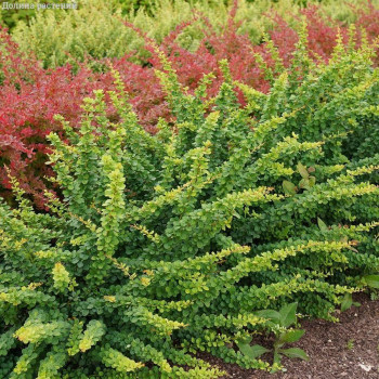 Барбарис Тунберга «Грин Орнамент» (Berberis thunbergii 'Green Ornament')