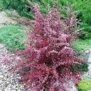 Барбарис Тунберга «Арлекин» (Berberis thunbergii 'Harlequin')
